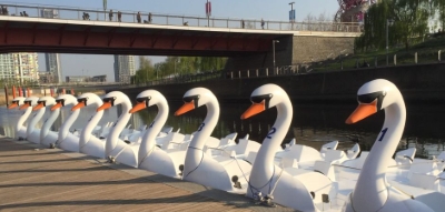 Swan Pedalos